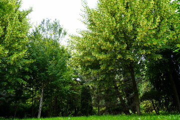 Plant nursery with various trees and shrubs in neat rows. Lush greenery, natural setting