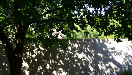 Green Tree Leaves Casting Dappled Shadows on a Sunny Wall