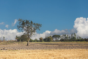 A Serene Landscape Featuring a Lone Tree Against a Vast Open Sky with Fluffy White Clouds and a...