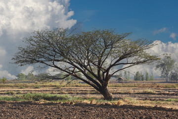 Solitary Tree Against Blue Sky and White Clouds in an Open Field with Distant Greenery and Rugged...