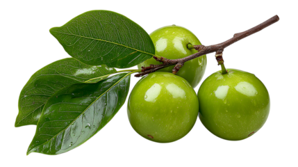 Three ripe green apples with water droplets on a branch with fresh leaves isolated on transparent background