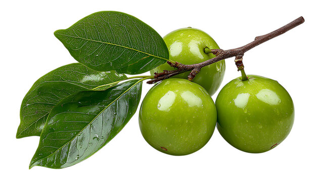 Three ripe green apples with water droplets on a branch with fresh leaves isolated on transparent background - Powered by Adobe