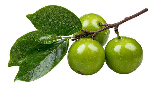 Three ripe green apples with water droplets on a branch with fresh leaves isolated on transparent background
