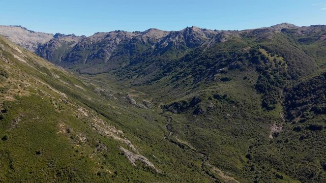 Bosque nativo en la cordillera patagonica