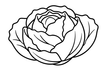 Cabbage coloring book page line art vector illustration, Cabbage outline icon vector