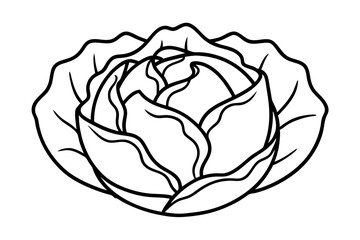 Cabbage coloring book page line art vector illustration, Cabbage outline icon vector