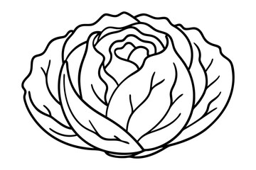 Cabbage coloring book page line art vector illustration, Cabbage outline icon vector