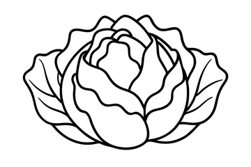 Cabbage coloring book page line art vector illustration, Cabbage outline icon vector