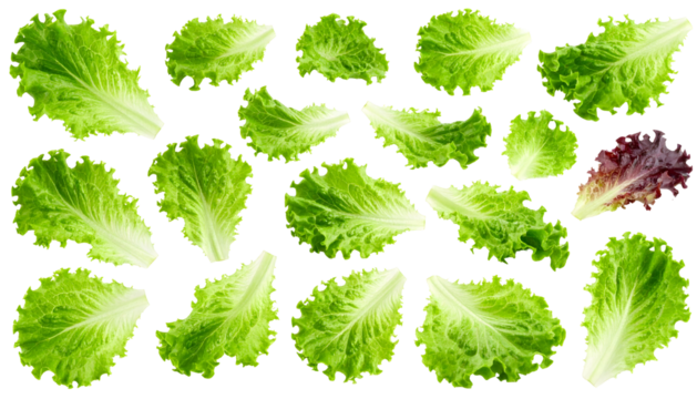 Fresh lettuce leaves with vibrant green hues and delicate textures, including one red leaf.
