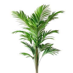 Lush green palm tree against vibrant multicolored striped background