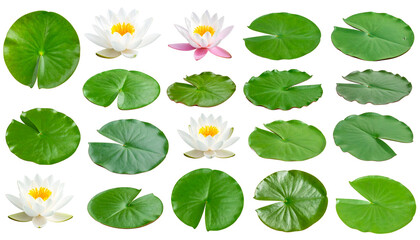 Assorted water lily pads and blossoms, showcasing vibrant green leaves and delicate white petals