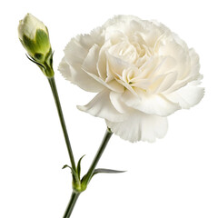 white rose flower