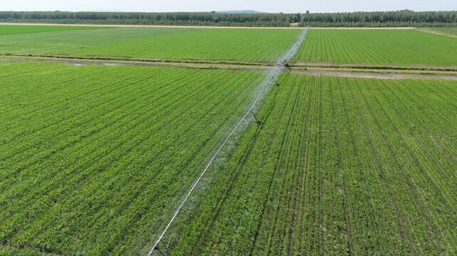 Aerial view of agricultural watering pivot irrigation system on a corn field