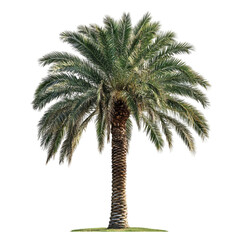 Obraz premium A single palm tree stands tall against a vibrant abstract background of colorful lines