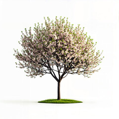 Obraz premium Apricot Blossom Tree with Pink Flowers and Young Green Buds on White Background