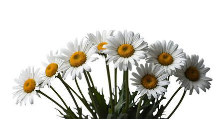 A cluster of white daisies with yellow centers against a black background