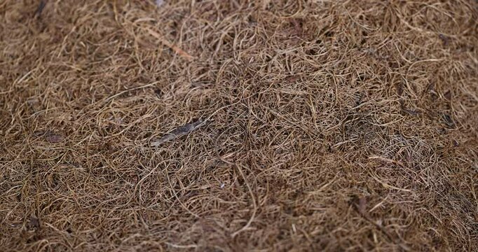 coconut fiber used in the mattress to provide rigidity, coconut shavings glued together part of an old used mattress