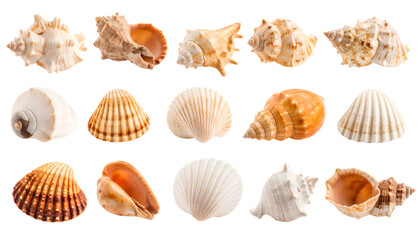 Assorted Seashells: A Collection of Textures, Shapes, and Natural Beauty