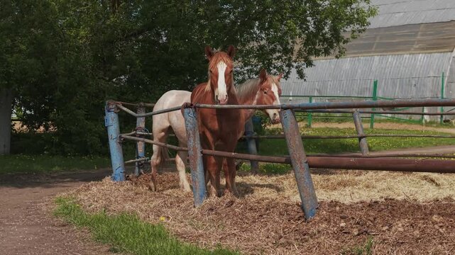Horses walking in paddocks. Horse farm. Horse breeding