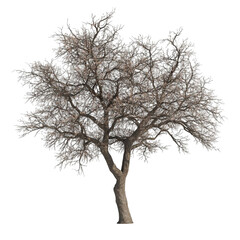 Winter tree abstract art nature grey white lines background