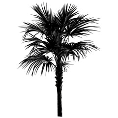 Fototapeta premium Monochrome palm tree digital art abstract background design