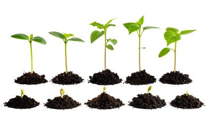 Seedlings in varying stages of growth emerging from rich, dark soil piles