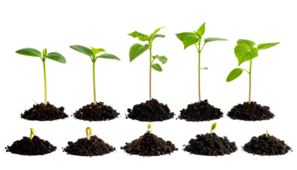 Seedlings in varying stages of growth emerging from rich, dark soil piles
