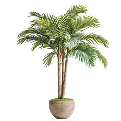Obraz premium Lush green palm tree in a decorative pot a vibrant indoor plant