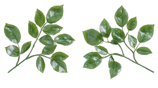 Two lush, green leafy sprigs on a stark black background