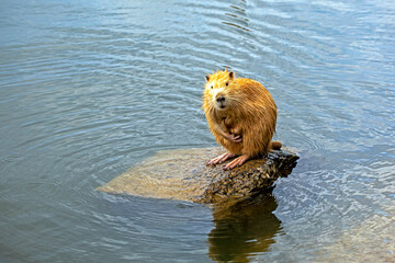 red albino nutria sits on a pebble in a lake and cleans its fur with its paws.