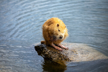 red albino nutria sits on a pebble in a lake and cleans its fur with its paws.