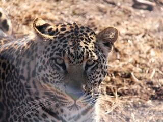 Leopard focussed on potential prey