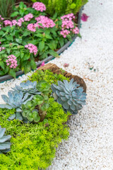 Miniature succulent plants (succulent cactus) at the garden