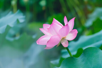 lotus flower blooming in summer pond with green leaves as background