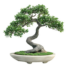 Lush green bonsai tree in a simple pot against a colorful striped background