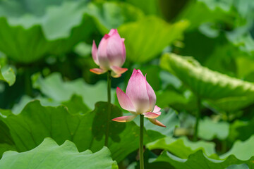 lotus flower blooming in summer pond with green leaves as background