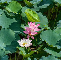 lotus flower blooming in summer pond with green leaves as background