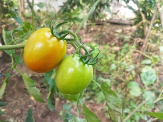 Fresh tomatoes still on tree in organic plant garden 