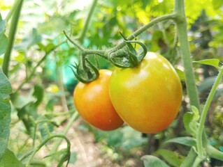 Fresh tomatoes still on tree in organic plant garden 