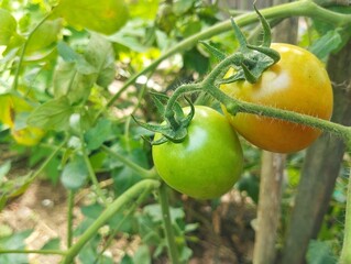 Fresh tomatoes still on tree in organic plant garden 