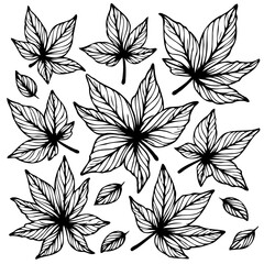 Elegant Black and White Illustration of Maple Leaves for Design and Decoration