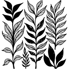 Elegant black and white botanical illustration featuring a variety of leaf patterns