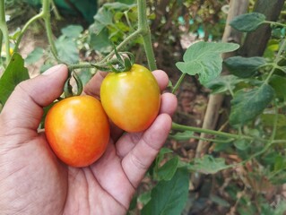 Hand holding fresh tomatoes on tree in organic plant garden 
