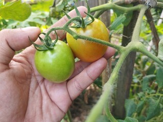 Hand holding fresh tomatoes on tree in organic plant garden 