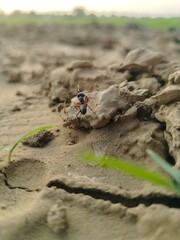 Ant on ground