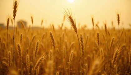 Fototapeta premium Golden Wheat Field Underneath a Bright Sunset with Soft Sunlight and Natural Atmosphere