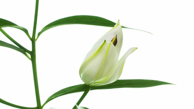 白い百合の花の開花　タイムラプス撮影
