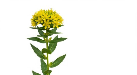 Naklejka premium Single stem of bright yellow flowers with green leaves