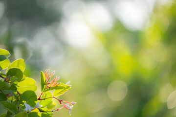 Nature background from a tiny flower and green leaves with bright background and bokeh in garden....