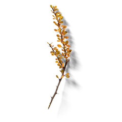A slender branch with small, yellow-orange leaves against a white background, showcasing natural beauty.
